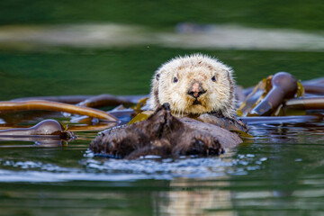 Adult sea otter (Enhydra lutris kenyoni) in kelp bed in Inian Pass, Southeastern Alaska