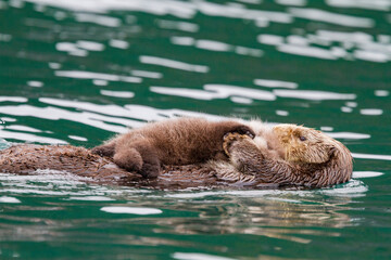 Adult sea otter (Enhydra lutris kenyoni) mother and pup in Inian Pass, Southeastern Alaska