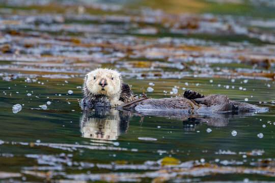 Adult sea otter (Enhydra lutris kenyoni) in kelp bed in Inian Pass, Southeastern Alaska