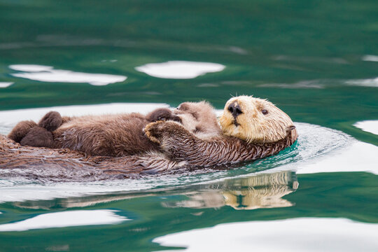 Adult sea otter (Enhydra lutris kenyoni) mother and pup in Inian Pass, Southeastern Alaska