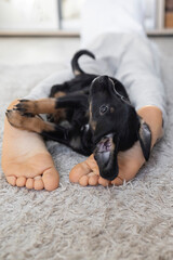 Cute dark brown puppy lies on a light rug between the bare feet of a child. Cozy childhood of pets...