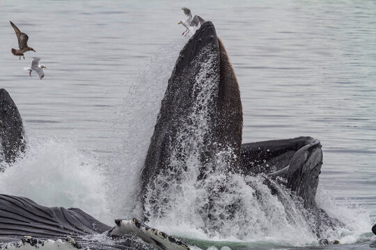 Adult humpback whales (Megaptera novaeangliae) co-operatively bubble-net feeding in Southeast Alaska