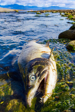 Dead and dying pink salmon (Oncorhynchus gorbuscha) gathering after the spawn just outside of Sitka, Alaska