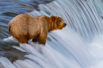 Adult brown bear (Ursus arctos) foraging for salmon at the Brooks River, Katmai National Park, Alaska