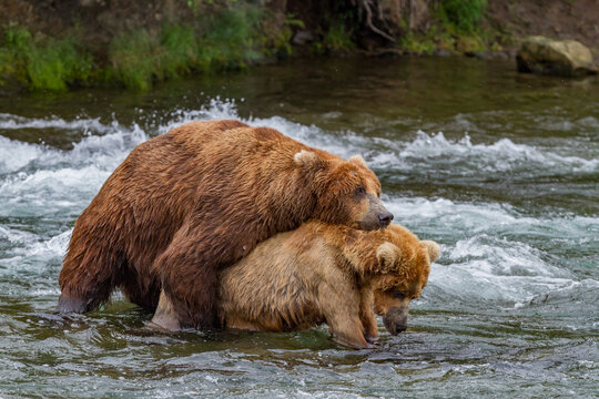 Adult brown bears (Ursus arctos) courtship behaviour, Brooks River, Katmai National Park near Bristol Bay, Alaska