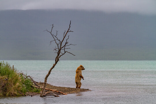 Young brown bear (Ursus arctos) standing looking for salmon, Brooks River, Katmai National Park, Alaska
