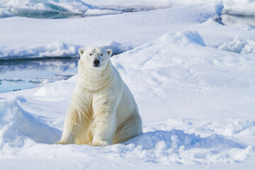 Adult male polar bear (Ursus maritimus), on multi-year ice floes off the eastern coast of Spitsbergen in the Svalbard, Norway