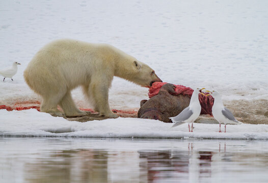 A young polar bear (Ursus maritimus) scavenging a fresh bearded seal kill recently vacated by old male that killed the seal, Svalbard, Norway