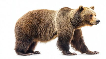 Fototapeta premium Profile of a majestic brown bear standing with thick fur on a white background.