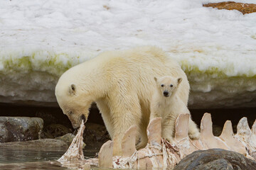 A mother polar bear (Ursus maritimus), with cub of the year feeding on a fin whale carcass in Holmabukta, Svalbard, Norway