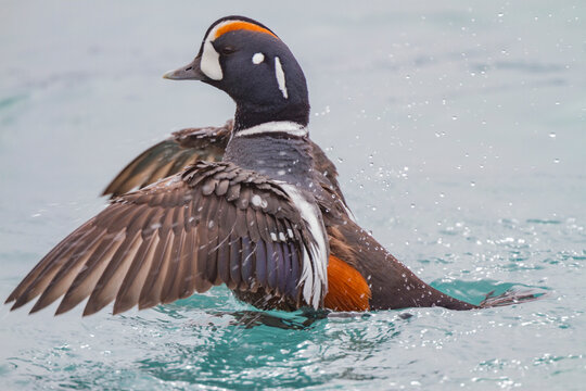 Adult harlequin duck (Histrionicus histrionicus) in full breeding plumage in the calm waters of Lake Myvatn