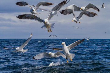 Gull feeding frenzy on baitball off Fugloy Island in the Faroe Islands, Denmark