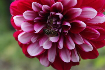 Summer nature. Flower in the garden. Bee collecting nectar. Bee and pollen. Pollination of the flower. Biological process. A bee on a red and white flower.