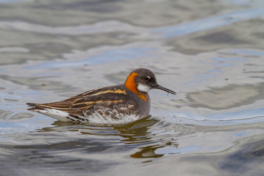 Adult red-necked phalarope (Phalaropus lobatus) in breeding plumage on Flatey Island