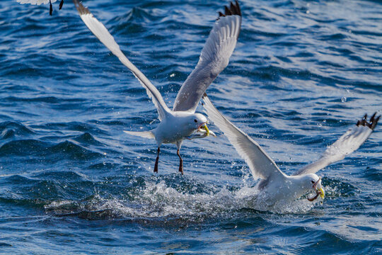 Gull feeding frenzy on baitball off Fugloy Island in the Faroe Islands, Denmark