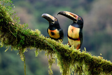 Two Collared aracari (Pteroglossus torquatus) sitting on a mossy branch, Costa Rica