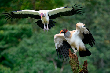 Flying King vulture (Sarcoramphus papa), Costa Rica
