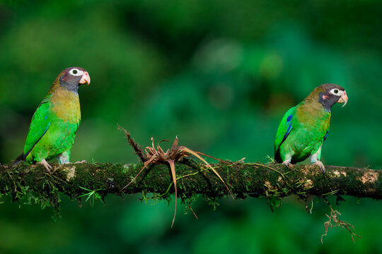 Two Brown-hooded Parrots (Pyrilia haematotis) sitting on a branch, Costa Rica