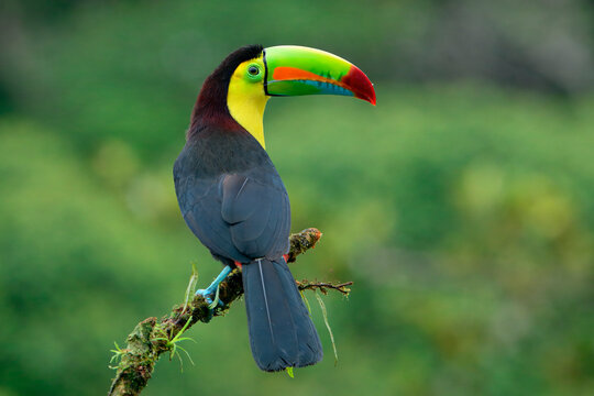 Keel-billed toucan (Ramphastos sulfuratus), sitting on a branch, Costa Rica