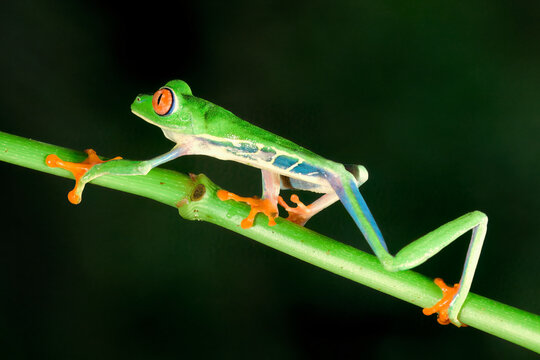 Red-eyed tree frog (red-eyed leaf frog) (Agalychnis callidryas) walking over a branch, Costa Rica