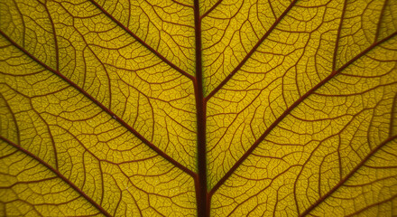 Obraz premium Intricate leaf vein patterns illuminated by sunlight, displaying nature's geometric artistry