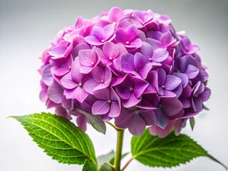 Obraz premium Mauve Hydrangea Blooms Against Pristine White Background - Stunning Spring Floral Photography