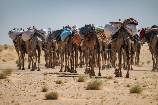 Camel caravan in the Tibesti Mountains