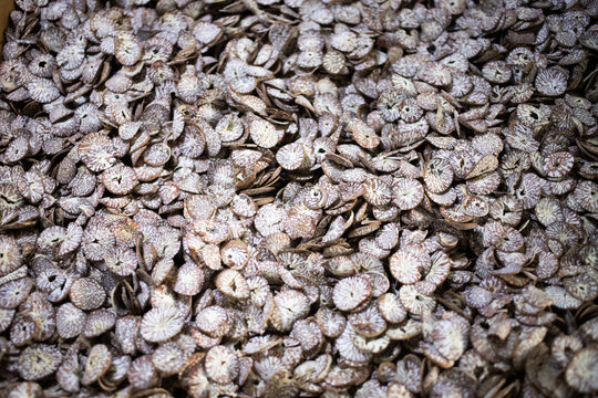 Betel nut or Dried Supari Chips, The Maldives, Indian Ocean