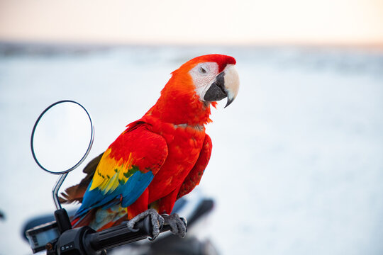 Close-up portrait of a parrot, Macaw, The Maldives, Indian Ocean