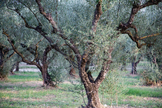 Olive trees in grove (orchard)