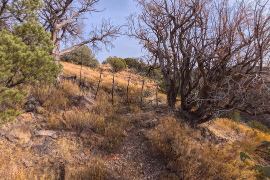 Boundary gate and cattle-proof fence between Coconino National Forest and Wet Beaver Creek Wilderness, Arizona