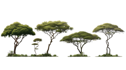 Serene Silhouette of Trees: Capturing the elegance and simplicity of nature. These trees provide a scenic backdrop for various design needs.