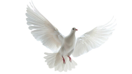 Fototapeta premium Soaring Dove: A pristine white dove with fully outstretched wings soars gracefully, exuding peace and freedom, its feathers catching the light in a perfect display.