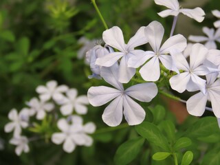 Closeup of a plumbago auriculata flowers bunch. Small blue flowers bunch.