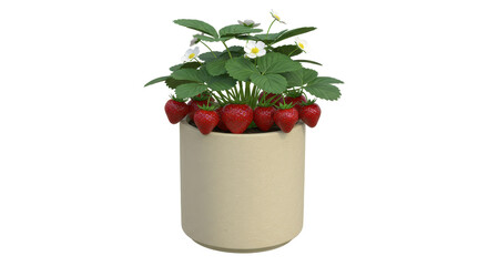 Isolated Strawberry Plant in Ceramic Pot