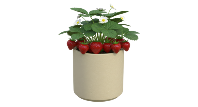 Isolated Strawberry Plant in Ceramic Pot