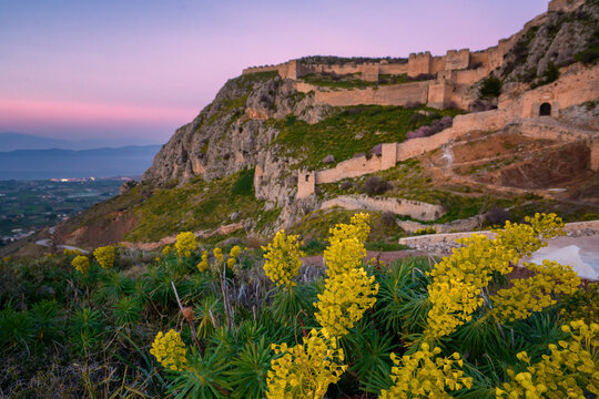 Acrocorinth historic castle on top of the mountain at sunset with Euphorbia characias (Mediterranean spurge) yellow flowers