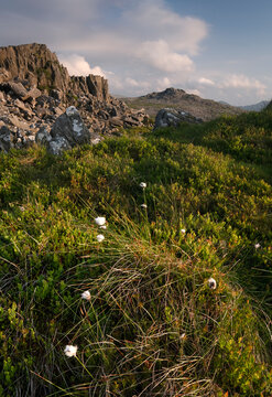 Cotton Grass on Bera Mawr looking to Bera Bach, Carneddau Mountains, Snowdonia National Park (Eryri), North Wales