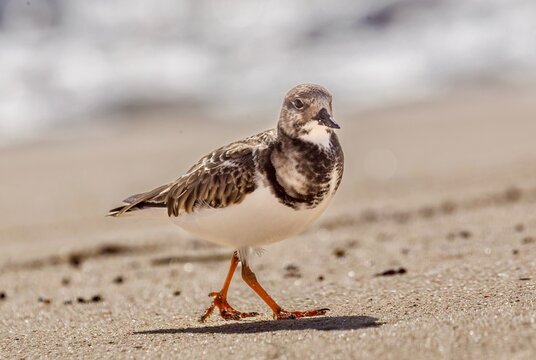 Ruddy Turnstone (Arenaria Interpres), a small cosmopolitan wading bird, Bermuda