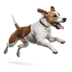 jack russell terrier jumping