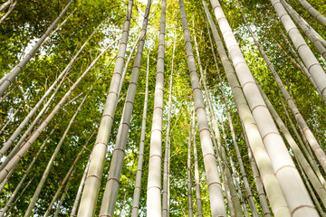 Towering bamboo trees forming a natural canopy in the Arashiyama Bamboo Forest, Kyoto, Honshu