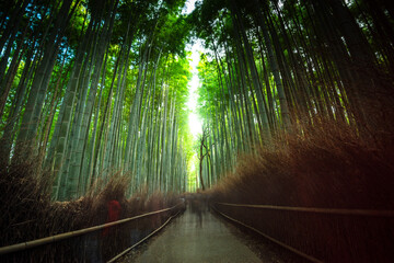 Visitors strolling along the iconic path of Arashiyama Bamboo Grove in Kyoto, Honshu