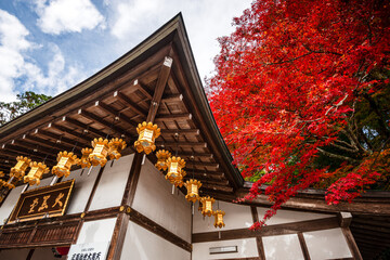 Traditional Japanese temple with vibrant red maple trees and ornate golden lanterns hanging in rows under a temple ceiling, Kyoto, Honshu