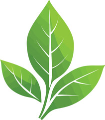 green leaf isolated on white