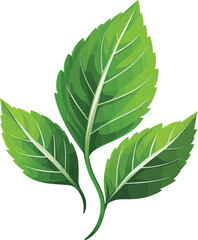 green leaf isolated on white