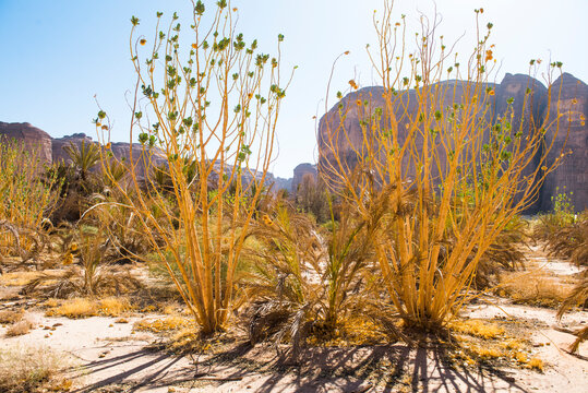 Palm plantation colonized by invasive Sodom apple plant (Calotropis procera), Sharaan Nature Reserve, AlUla, Medina Province