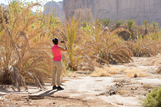 Woman photographing Palm plantation colonized by invasive Sodom apple (Calotropis procera), Sharaan Nature Reserve, Medina Province