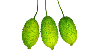 Spiny gourd isolated in white background, Spiny gourd in isolated background