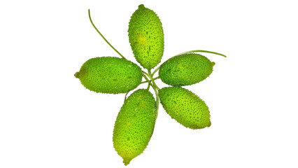 Spiny gourd in isolated background, Fresh Spiny gourd in white background Top View