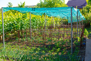 Garden with a shade structure made of metal poles and a green mesh canopy, under which various...